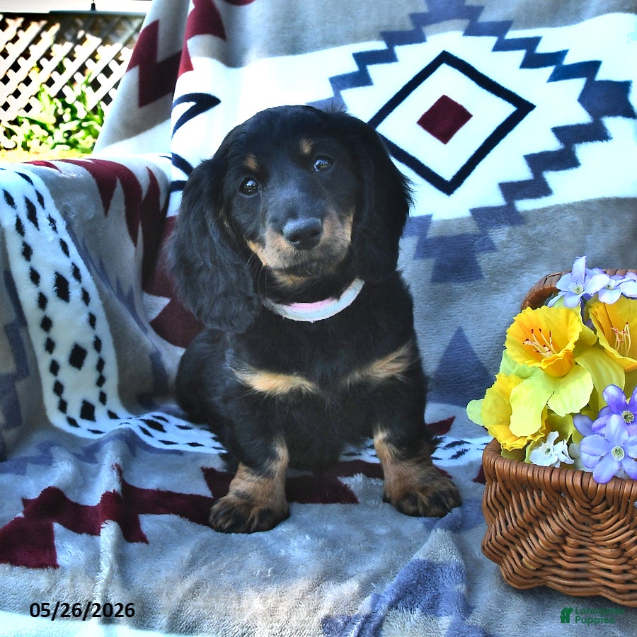Miniature Dachshund dogs Kandy - Ad 1