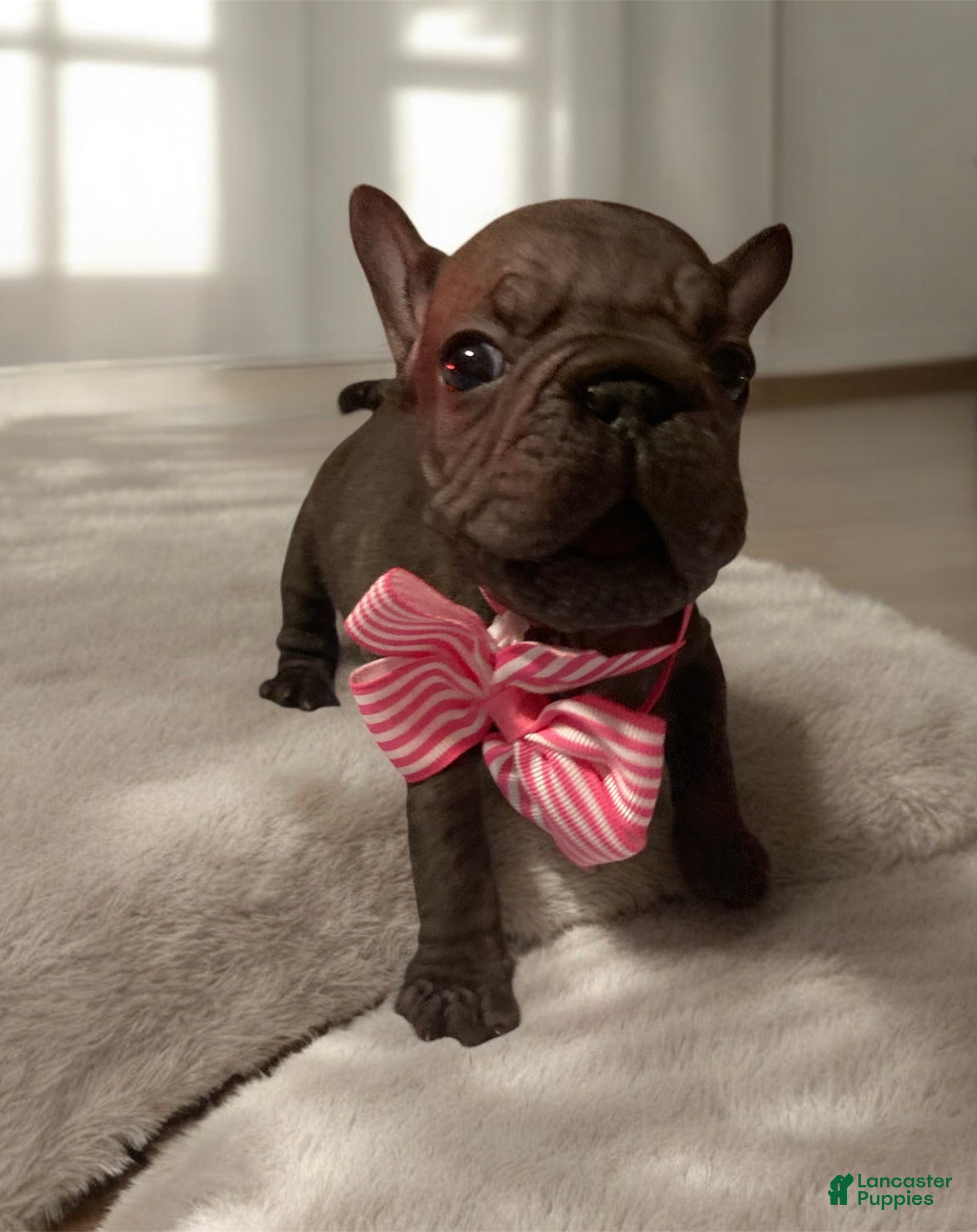 French Bulldog dogs Ruby - Ad 24