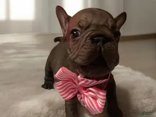 French Bulldog dogs Ruby - Ad 24