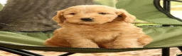 Mini Goldendoodle dogs for sale: Molly - Ad 7