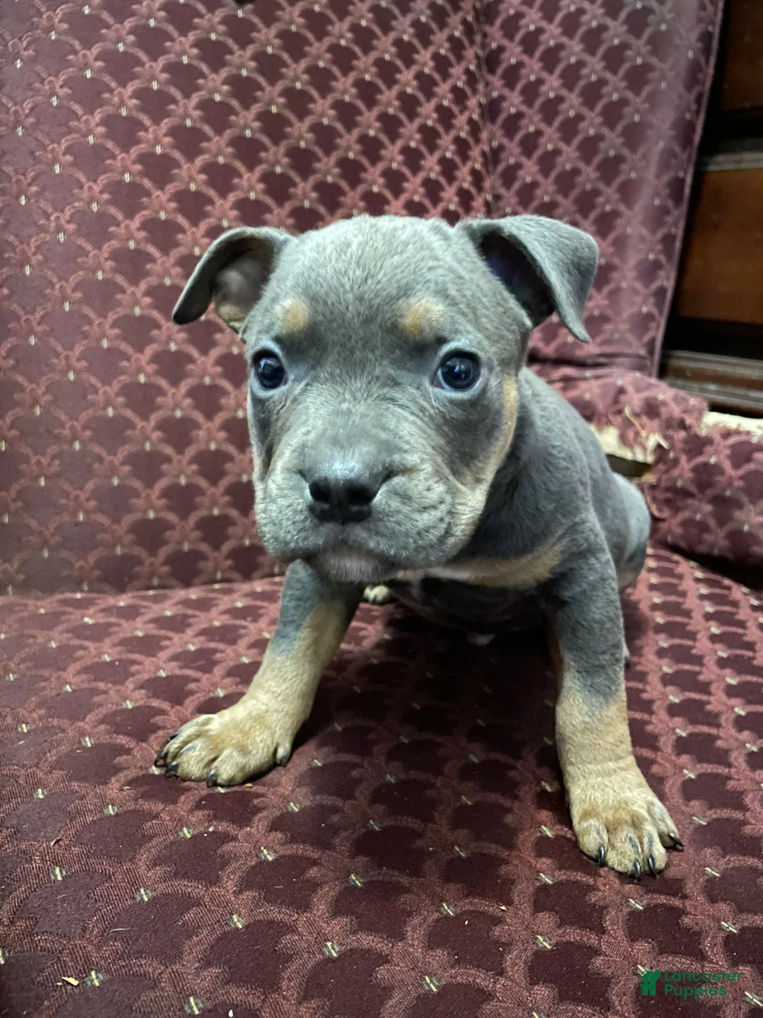 American Bully dogs for sale: American Bully Puppy 4 - Ad 5