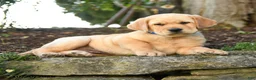 Labrador Retriever dogs for sale: Arthur - Ad 3