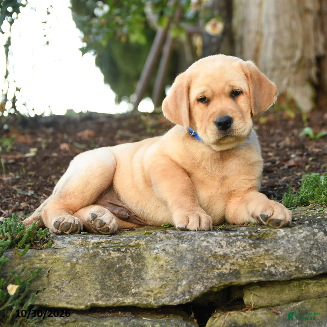 Labrador Retriever dogs for sale: Arthur - Ad 3