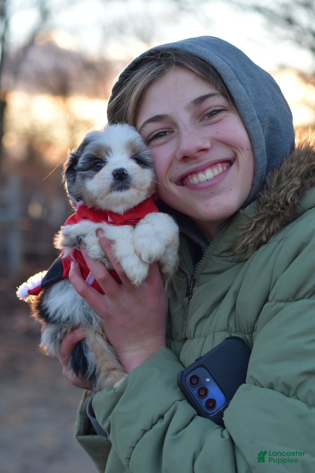 Mini Aussiedoodle dogs for sale: Cash - Ad 34