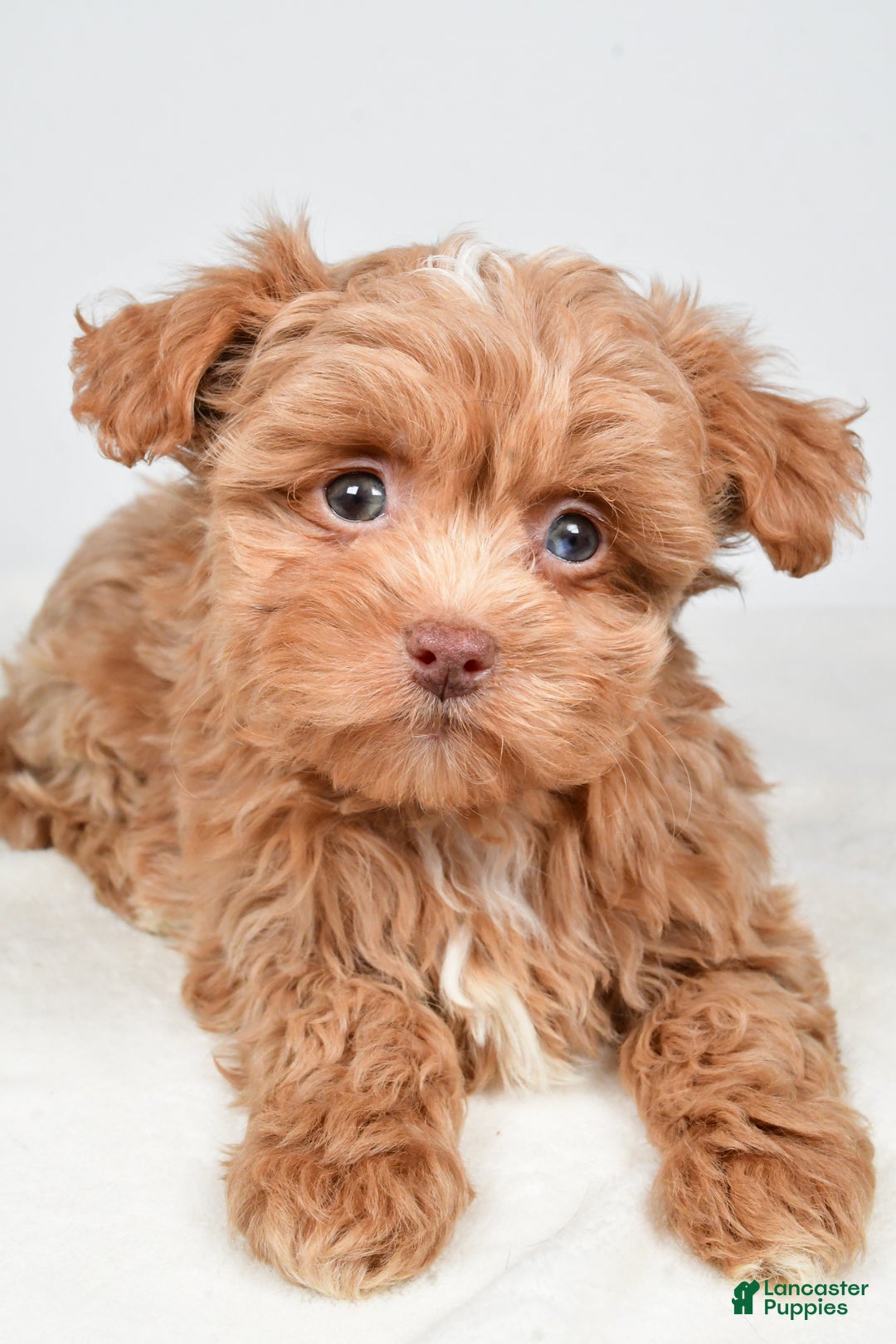 Shihpoo dogs for sale: Jana - Ad 5