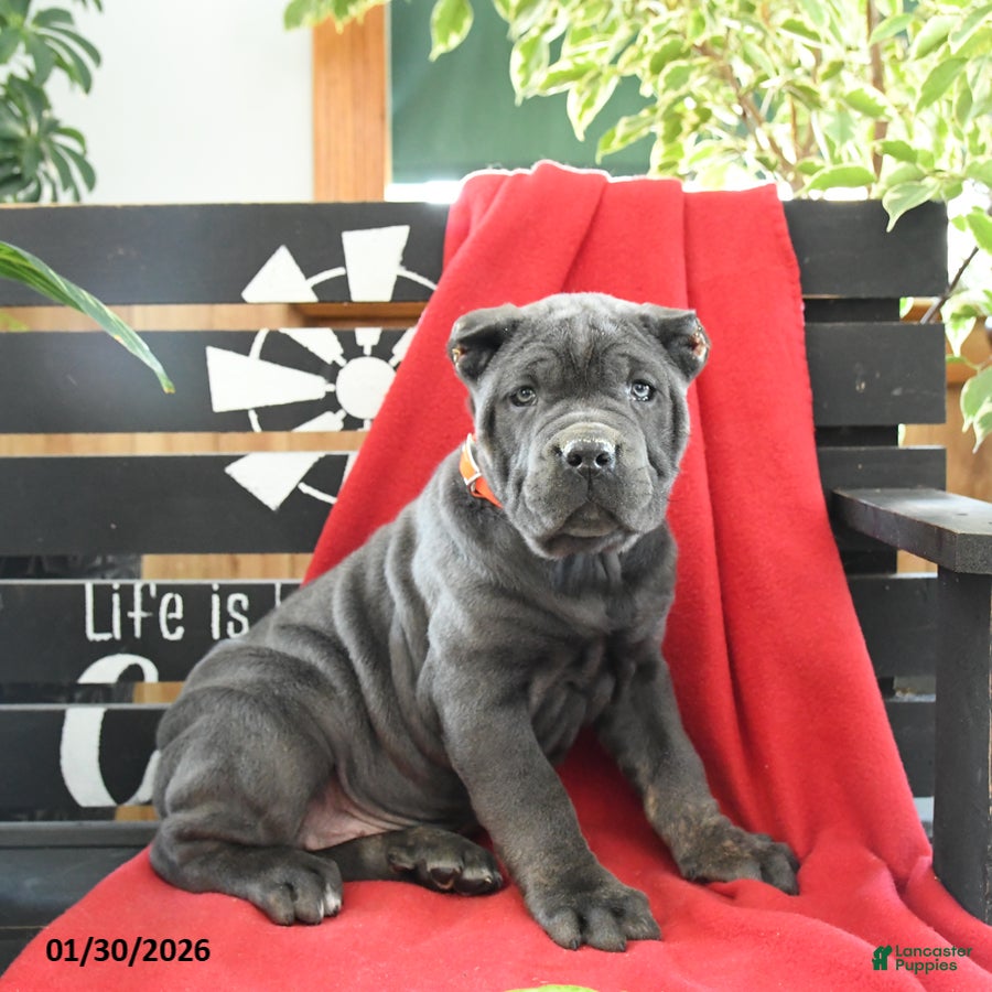 Cane Corso dogs Gia - Ad 6
