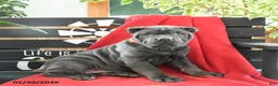 Cane Corso dogs for sale: Gia - Ad 1