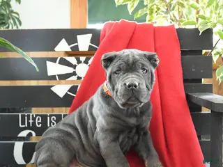 Cane Corso dogs Gia - Ad 6