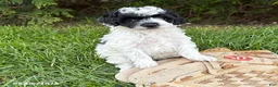 Miniature Poodle dogs for sale: Poppy - Ad 2