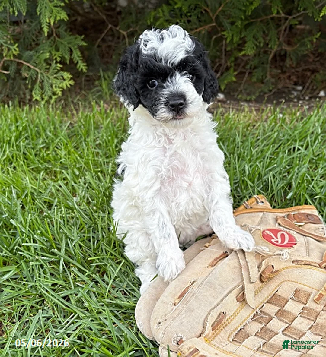 Miniature Poodle dogs for sale: Poppy - Ad 2