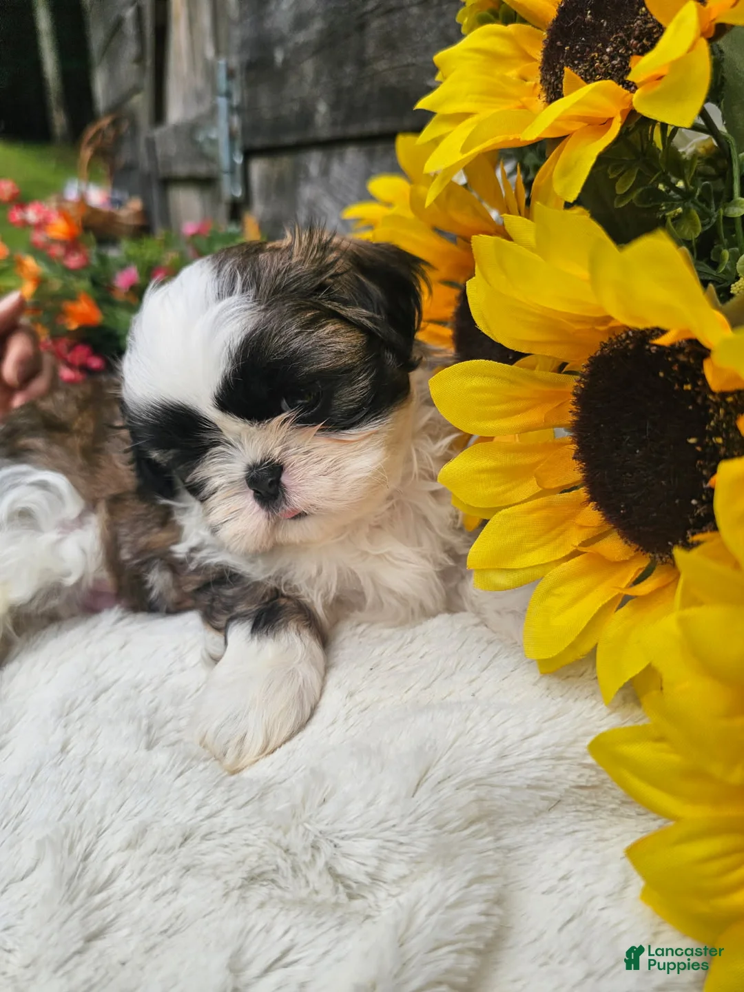 Shih Tzu dogs for sale: Marco - Ad 5