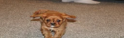 Cavalier King Charles Spaniel dogs for sale: Cavalier King Charles Spaniel Puppy 2 - Ad 2