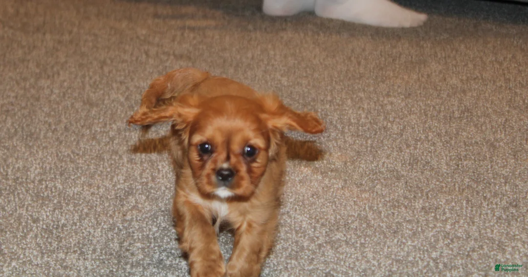Cavalier King Charles Spaniel dogs for sale: Cavalier King Charles Spaniel Puppy 2 - Ad 2