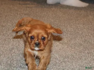 Cavalier King Charles Spaniel dogs Cavalier King Charles Spaniel Puppy 2 - Ad 31
