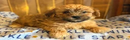 Yorkiepoo dogs for sale: Bowser - Ad 5