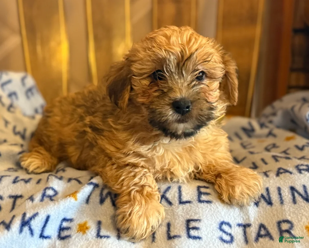 Yorkiepoo dogs for sale: Bowser - Ad 5