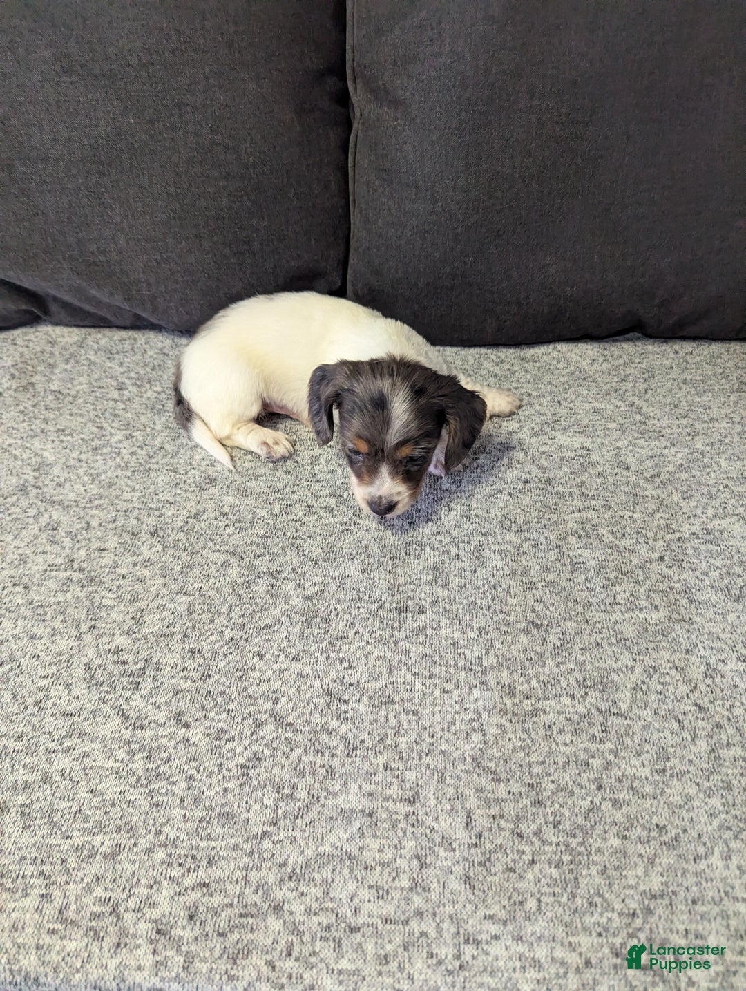 Miniature Dachshund dogs for sale: Astro - Ad 6