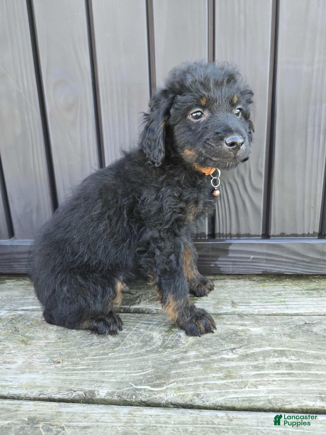 Mini Aussiedoodle dogs for sale: Pluto - Ad 1