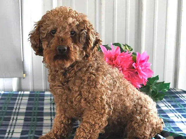 Maltipoo dogs for sale: Leslie - Ad 2