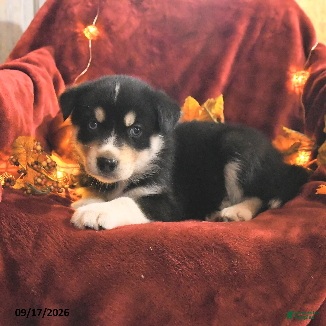 Mixed Breed dogs for sale: Leo - Ad 2