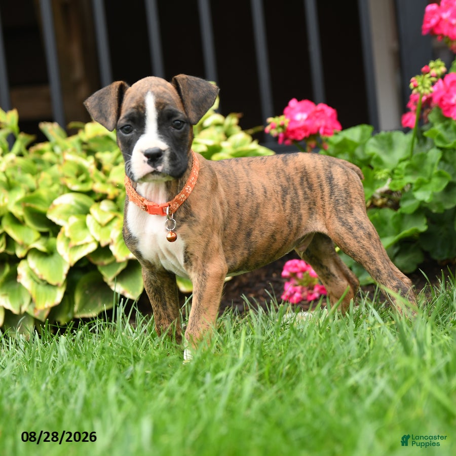 Boxer dogs Jasper - Ad 2