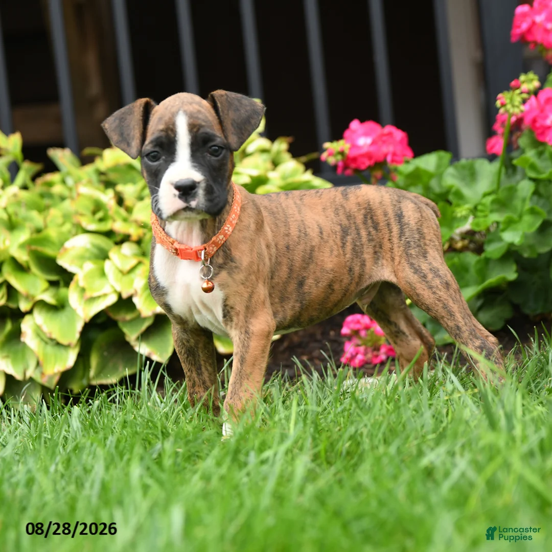 Boxer dogs for sale: Jasper - Ad 2