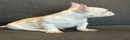 French Bulldog dogs for sale: Pinkey  - Ad 11