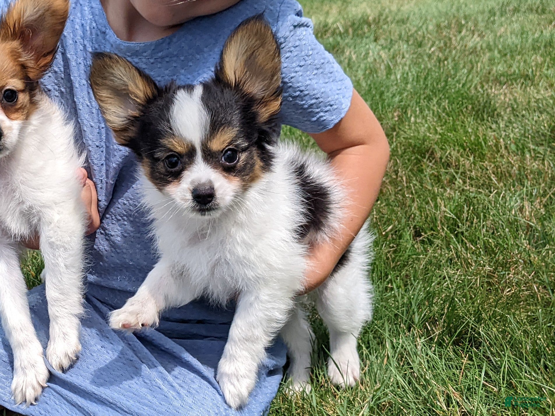 Papillon dogs Papillon 2 - Ad 1
