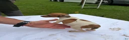 Rat Terrier dogs for sale: Rat Terrier 6 - Ad 2