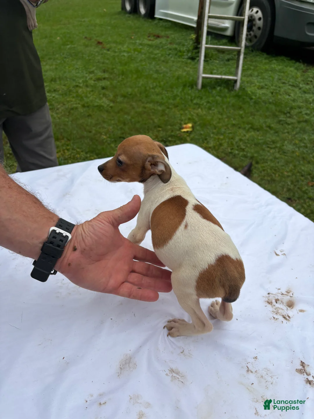 Rat Terrier dogs for sale: Rat Terrier 6 - Ad 2