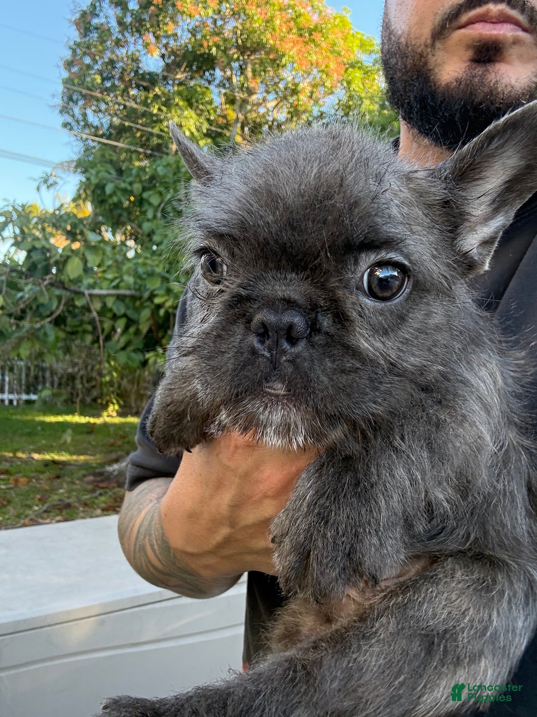 French Bulldog dogs for sale: French Bulldog Puppy 2 - Ad 3