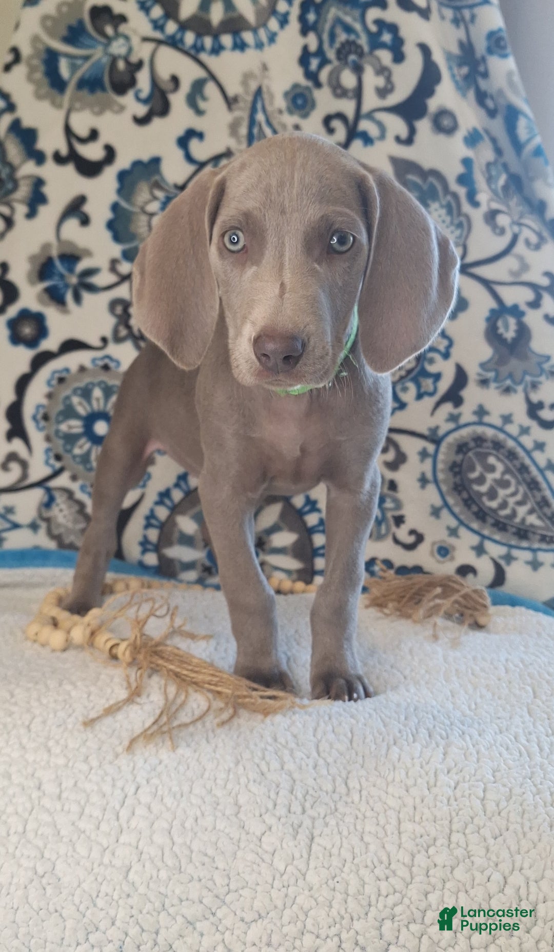 Weimaraner dogs for sale: Jess - Ad 1