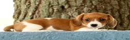 Miniature Dachshund dogs for sale: Hal - Ad 8