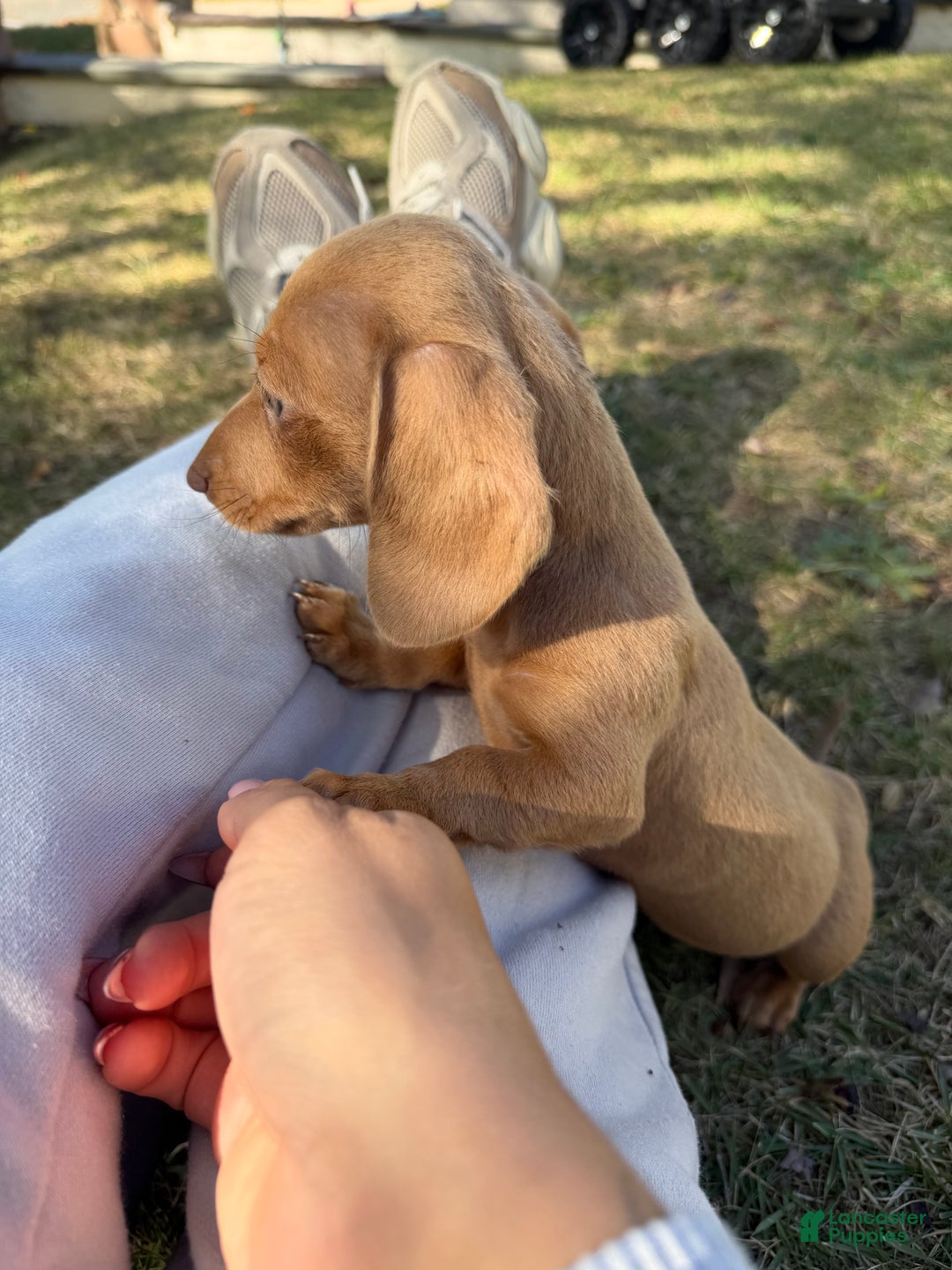 Miniature Dachshund dogs for sale: Jasmine - Ad 9