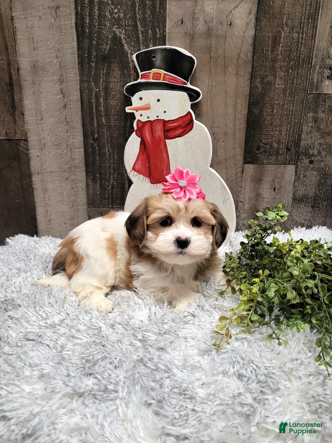 Teddy Bear dogs for sale: Willow - Ad 1