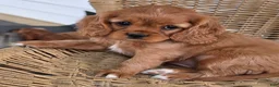 Cavapoo dogs for sale: SANDEE - Ad 5