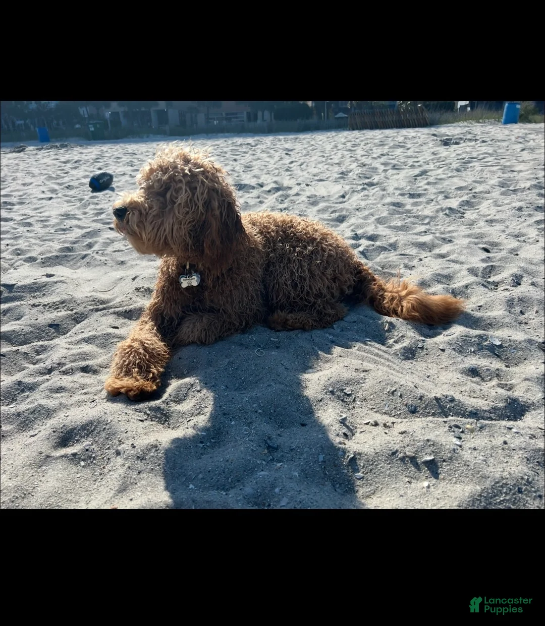 Goldendoodle dogs for sale: Thunder male blue collar  - Ad 21