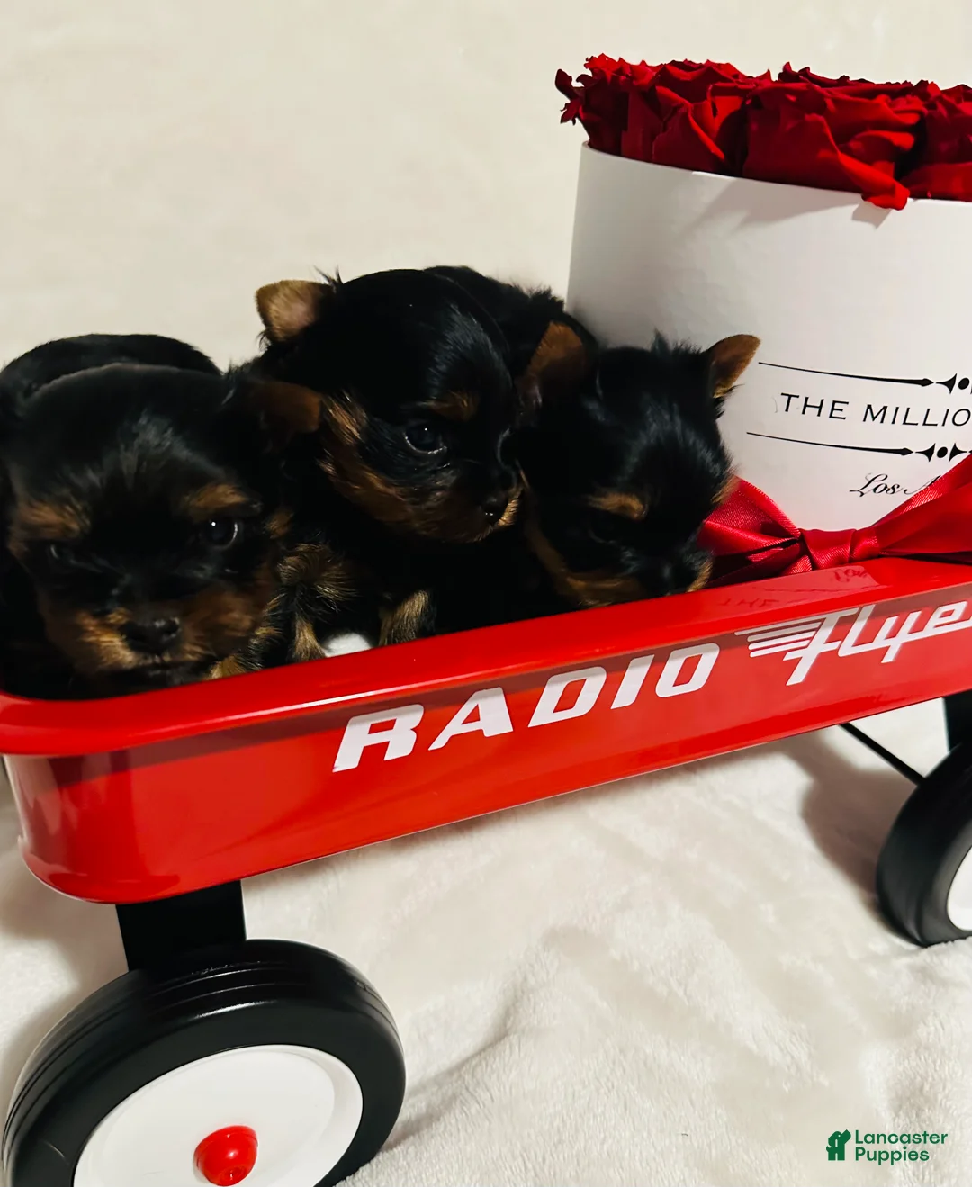 Yorkshire Terrier dogs for sale: Yorkshire Terrier Puppy 4 - Ad 3