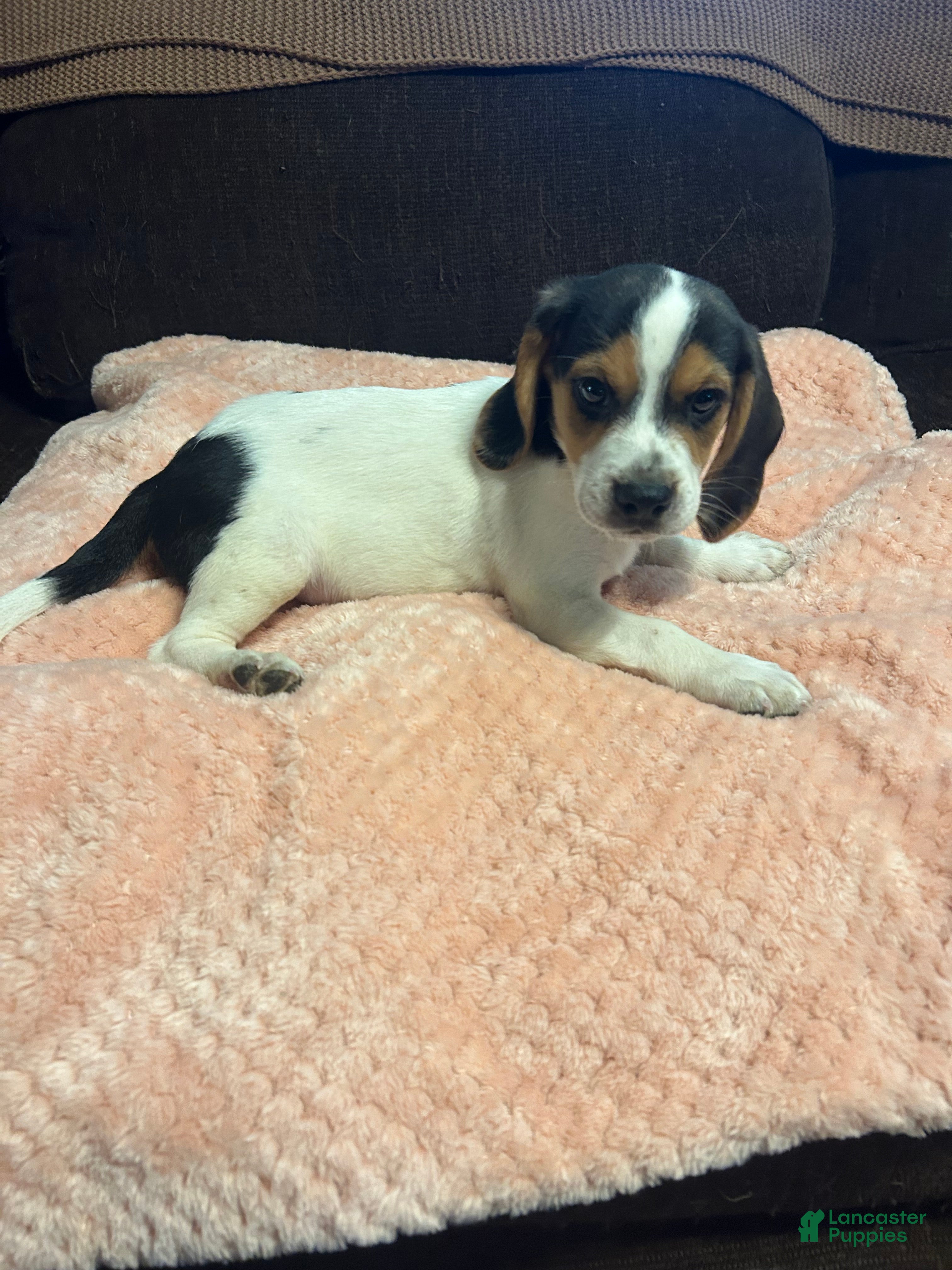 Beagle dogs Beagle 2 - Ad 19