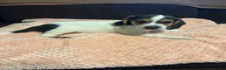 Beagle dogs for sale: Beagle 2 - Ad 1