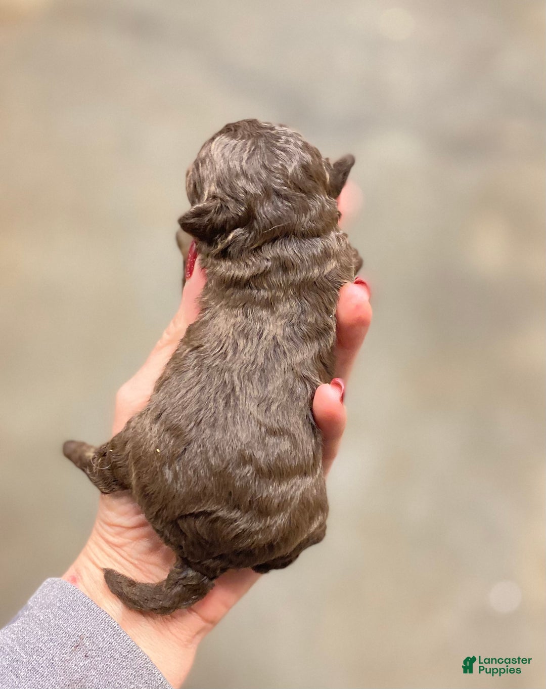 Mixed Breed dogs for sale: Mixed Breed Puppy 2 - Ad 2