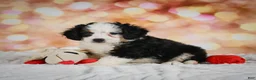 Mini Bernedoodle dogs for sale: Mim - Ad 7