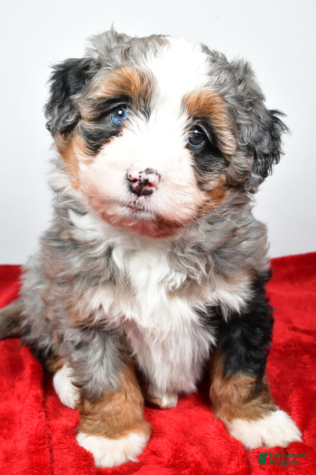 Mini Bernedoodle dogs for sale: Lucy - Ad 5