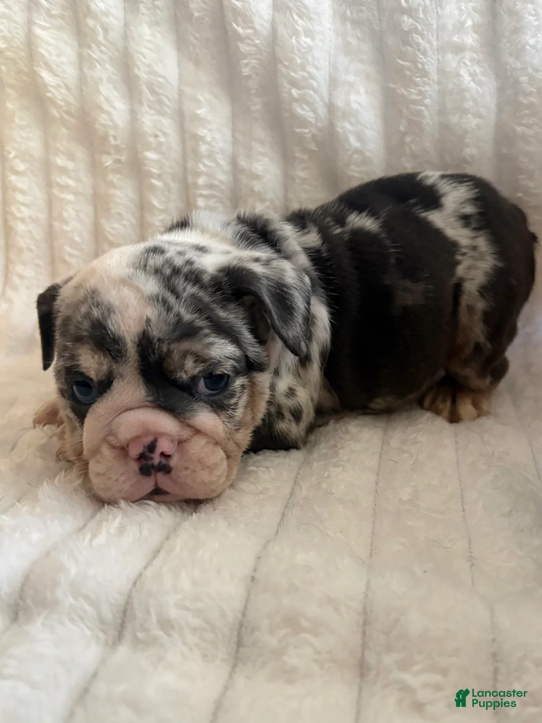 English Bulldog dogs for sale: Lucy - Ad 3
