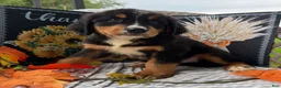 Bernese Mountain Dog dogs for sale: Corona  - Ad 3