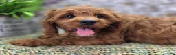 Cavapoo dogs for sale: Iceberg - Ad 20