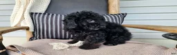 Mini Bernedoodle dogs for sale: Willow - Ad 13