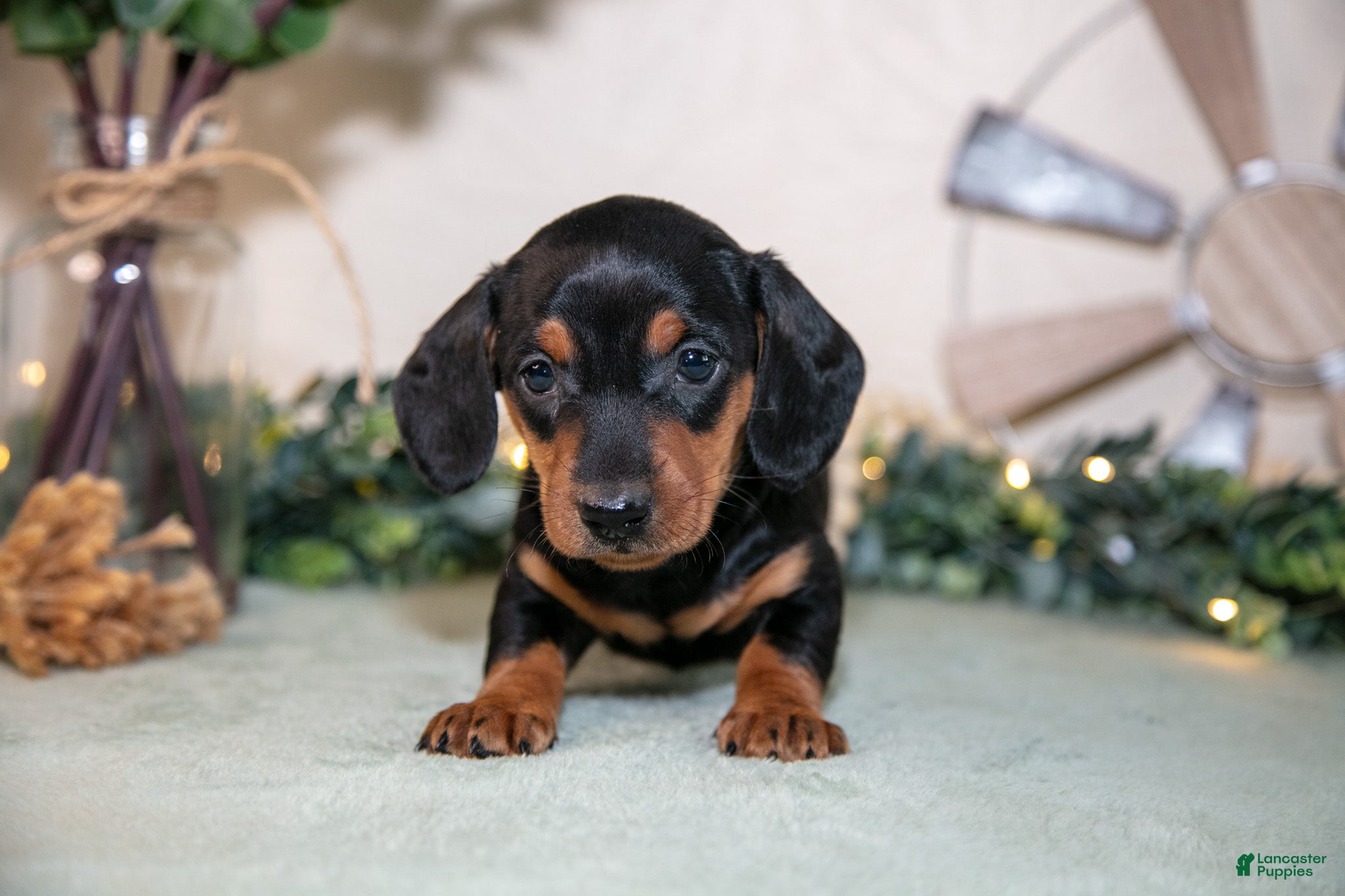 Miniature Dachshund dogs Skylar - Ad 2