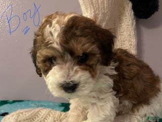 Havapoo dogs Havapoo Puppy 3 - Ad 36