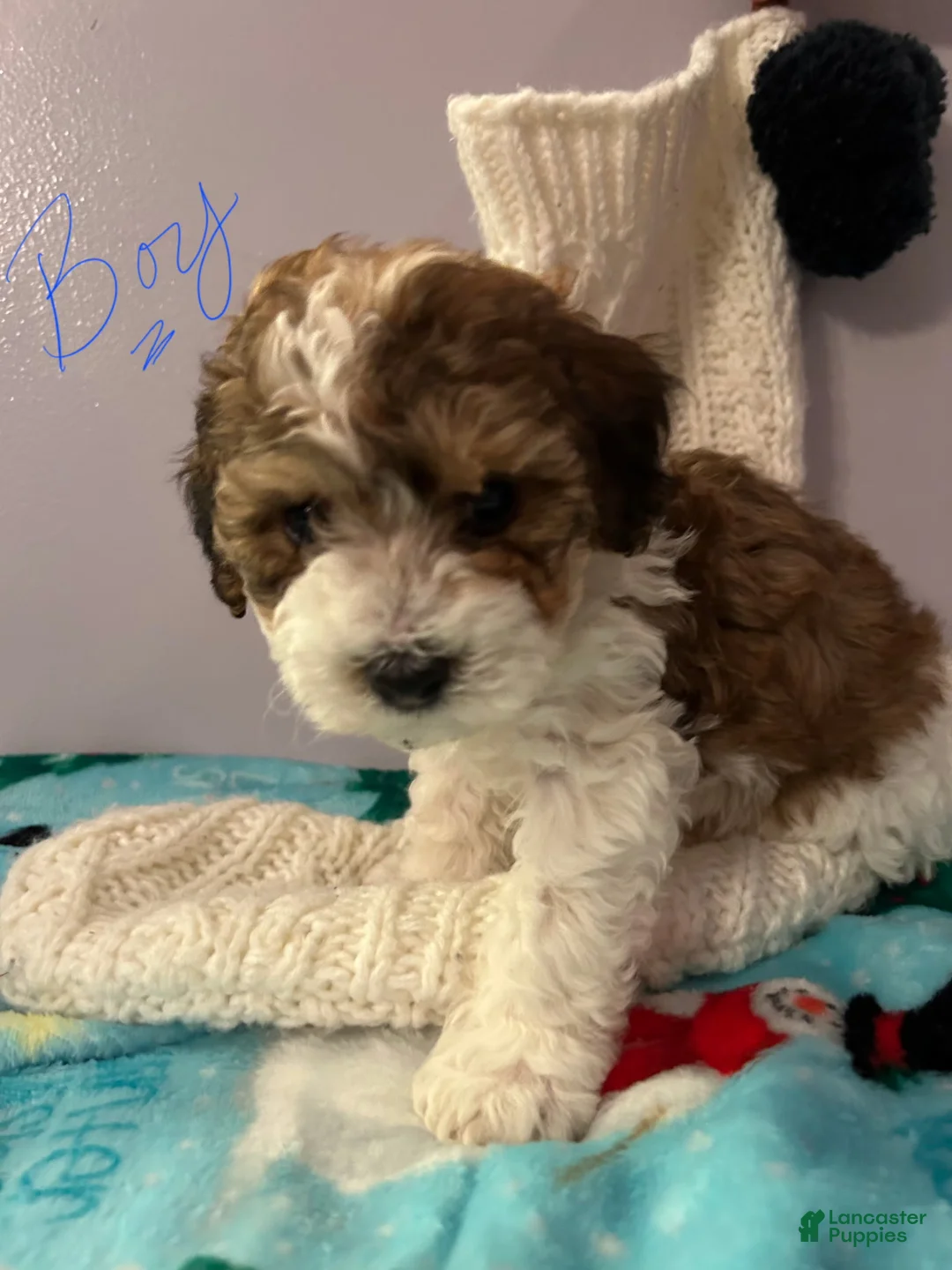 Havapoo dogs for sale: Havapoo Puppy 3 - Ad 1